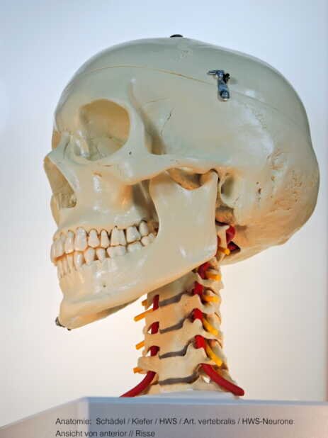 Anatomie: Schädel / Kiefer / HWS / Art. Vertebralis HWS-Neurone / Ansicht von anterior - Dr. Risse